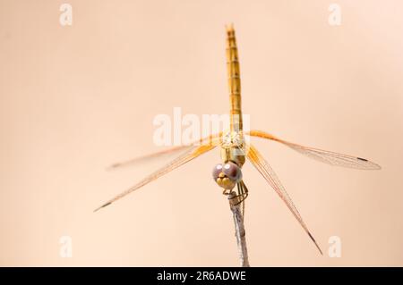 Jeune spécimen d'une libellule de type Trithemis kirbyi, une espèce d'odonate anisoptérique de la famille des Libellulidae, originaire d'Afrique, dans le sud De L'A Banque D'Images