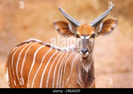 Jeune Nyala, homme, réserve faunique de Majete, Malawi, (Nyala angasi) Banque D'Images