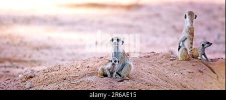 Famille de Meerkats (Suricata surigatta), Parc national transfrontalier de Kgalagadi, Afrique du Sud Banque D'Images