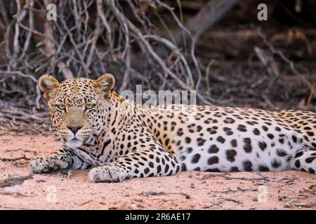 Léopard (Panthera pardus), parc national transfrontalier de Kgalagadi, Afrique du Sud Banque D'Images