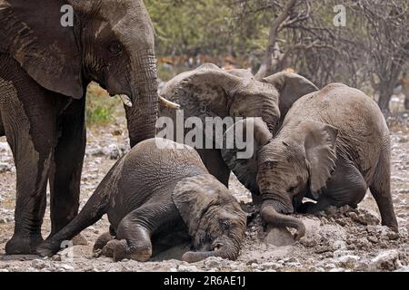 Éléphants (Loxodonta africana) à une colline termite, parc national d'Etosha, Namibie Banque D'Images