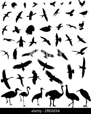 50 silhouette d'oiseau de haute qualité - vecteur Illustration de Vecteur