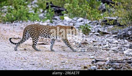Léopard (Panthera pardus), parc national transfrontalier de Kgalagadi, Afrique du Sud Banque D'Images