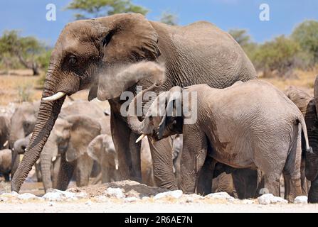 Éléphants (Loxodonta africana) à une colline termite, parc national d'Etosha, Namibie Banque D'Images