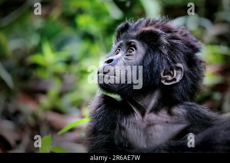 Jeune Gorilla de montagne (Gorilla beringei beringei) au parc national impénétrable de Bwindi en Ouganda Banque D'Images