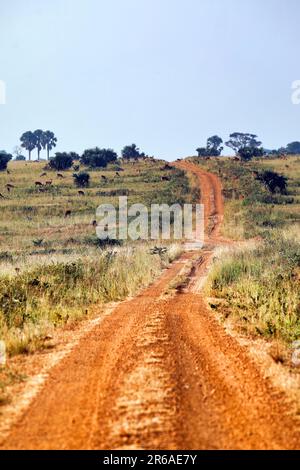 Sandstrasse durch den Murchison Falls National Park Ouganda Banque D'Images