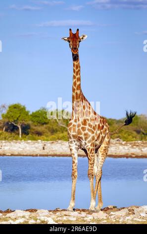 Girafe (Giraffa camelopardalis), Etosha-Nationalpark, Namibie Banque D'Images