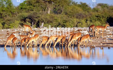 Trinkende impalas (Aepyceros melampus), Etosha-Nationalpark, Namibie Banque D'Images