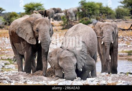 Éléphants (Loxodonta africana) à une colline termite, parc national d'Etosha, Namibie Banque D'Images