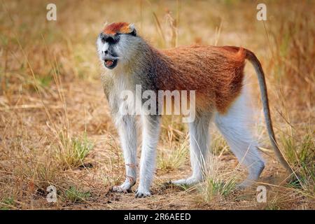 Patas Monkey (Erythrocebus patas pyrrhonotus), parc national de Murchison Falls, Ouganda Banque D'Images