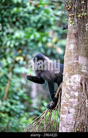 Uganda-Mangabey (Lophocebus ugandae) im Kibale-Nationalpark Ouganda Banque D'Images