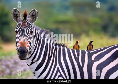 Zebra (Equus quagga) im Lake Mburo National Park en Ouganda Banque D'Images