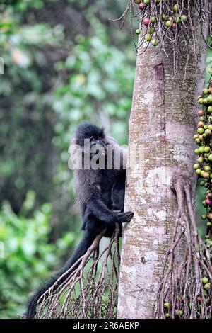 Uganda-Mangabey (Lophocebus ugandae) im Kibale-Nationalpark Ouganda Banque D'Images