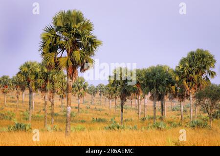 Landschaft mit Palmen im Murchison Falls National Park Ouganda Banque D'Images