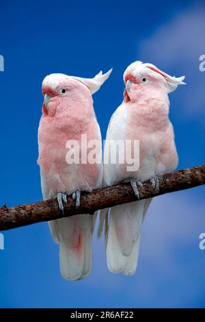 Les Cockatoos du Leadbeater, les Cockatoos du Major Mitchell (Cacatua leadbeateri), paire, Inka-Kakadus, Paar, [Papageien, Perroquets, Vogel, Voegel, oiseaux Banque D'Images