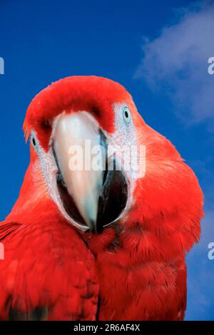 Scharlachara, Hellroter Ara (Ara macao), Arakanga (Aras) (Aras) (Papageien) (perroquets) (Vogel) (oiseaux) (Amérique du Sud) (Tiere) (animaux) Banque D'Images