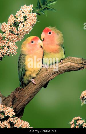 Oiseaux de mer à la pêche (Agapornis roseicollis) (animaux de compagnie) (perroquets) (perroquets) (oiseaux) (oiseaux) (animaux) (extérieur) (branche) (adulte) Banque D'Images