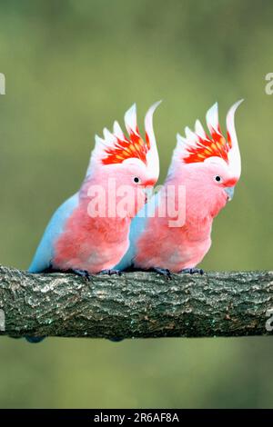 Cacatua leadbeateri (Cacatua leadbeateri), Cockatoo du Leadbeater Banque D'Images