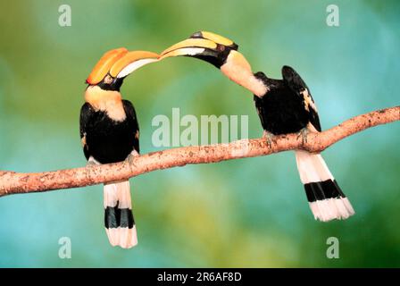 Grand Hornbill indien (Buceros bicornis), paire, mâle donne de la nourriture à grand charme, double charme, mâle donne de la nourriture à la femme Banque D'Images