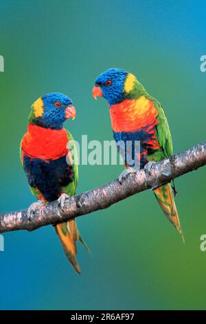 Rainbow Lories (Trichglossus haematodus haematotus), Gebirgsloris, [Suedostasien, asie du Sud-est, Vogel, Voegel, oiseaux, Loris, lories, Lorikeets Banque D'Images