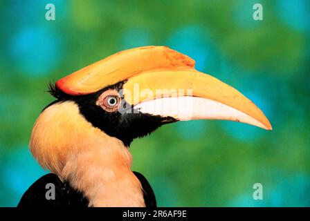 Grand charme indien (Buceros bicornis), femelle, latéral, profil Banque D'Images