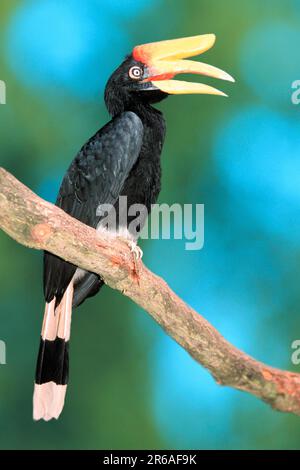 Rhinocéros hornbill (Buceros rhinocéros), femme Banque D'Images