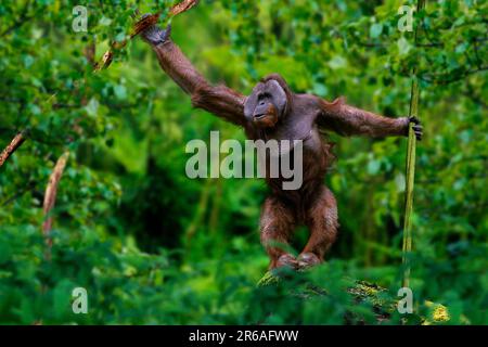 Sumatran orangutan, homme (Pongo pygmaeus abelii), homme Banque D'Images