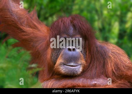 Sumatran orangutan, femme (Pongo pygmaeus abelii) Banque D'Images