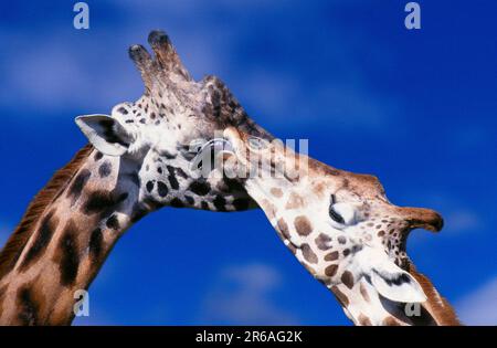 Girafes (Giraffa camelopardalis), paire Banque D'Images