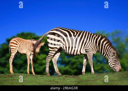 Grant zèbres, jument avec zébra de Grant (Equus quagga boehmi), Boehmzebras (Afrique) (animaux) (extérieur) (extérieur) (côté) (prairie) (manger) (debout) Banque D'Images