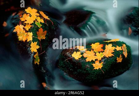 Feuilles d'érable en automne, dans un ruisseau, érable de norvège (Acer platanoides), Allemagne Banque D'Images