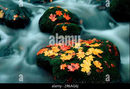 Feuilles d'érable (Acer platanoides) en automne, à brooke, Bavière, Allemagne, Ahornlaub im Herbst, Dans Bach, Bayern, Deutschland, [Stein, Felsen, pierre Banque D'Images