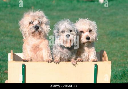 Dandie-Dinmont-Terrier Banque D'Images