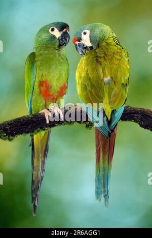 Macaw d'Iliger (Ara marakana), Macaw de Marakana, Macaw à dos rouge (animaux) (oiseaux) (oiseaux) (aras) (perroquets) (branche) (branche) (extérieur) Banque D'Images