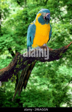 Blue-throated Macaw (Ara glaucogularis) Banque D'Images