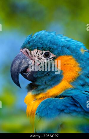 Blue-throated Macaw (Ara glaucogularis) Banque D'Images