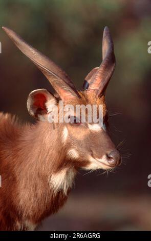 Sitatunga, mâle (Tragelaphus spekei), antilope, mâle (mammifères) (ongulés) (animaux à sabots de palourdes) (extérieur) (tête) (portrait) (latéral) Banque D'Images