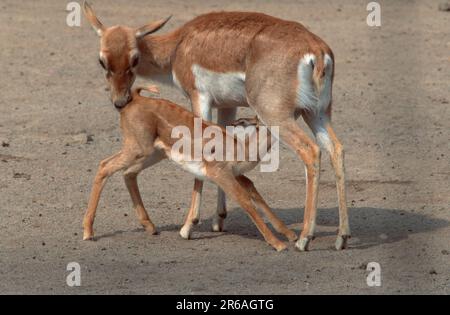 Blackbuck, femme, jeune allaitant (Antilopa blackbuck (Antilope cervicapra) Banque D'Images