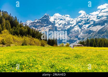 Vue sur les montagnes, les prairies et la forêt entourant le lac Oeschinen, les Alpes suisses, la Suisse Banque D'Images