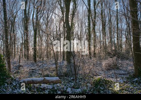 L'hiver, la lumière du soleil se filtre dans une forêt anglaise enneigée et gelée Banque D'Images