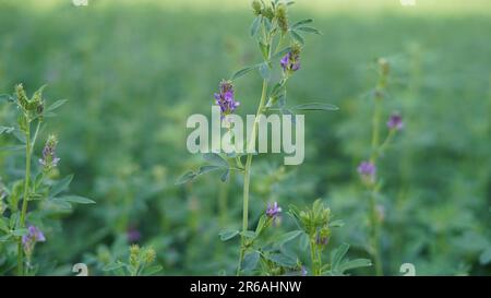 Nature du printemps vert. Lucerne récolte fourragère. Domaine de l'agriculture. Plante de luzerne poussant sur le bokeh doré lumière du soleil lentille évasé flou de fond de prairie. Banque D'Images