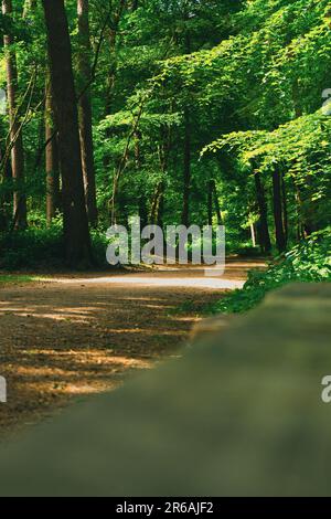 une forêt remplie d'arbres et une route Banque D'Images