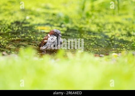 Maison masculine parrow (passant domesticus) dans le jardin royaume-uni étang de la faune Banque D'Images