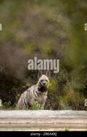 Hyena ou hyena à rayures sauvages tête sur avec contact avec les yeux près du trou d'eau dans fond vert naturel pendant le safari dans la jungle en plein air dans jhalana jaipur Banque D'Images