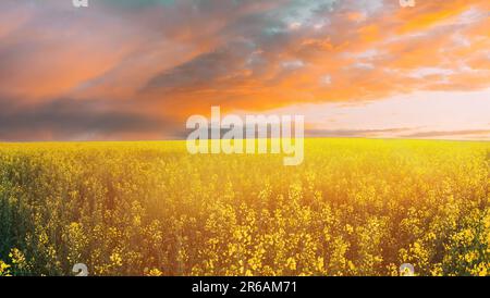 Soleil au coucher du soleil lever du soleil sur l'horizon du printemps de la canola, du colza, de l'Oilseed Field Meadow Grass. Floraison de fleurs jaunes de canola sous dramatique Banque D'Images