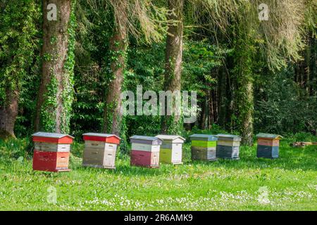 Ruches colorées dans un champ vert herbacé près d'une forêt Banque D'Images