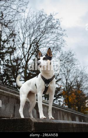 Un chien heureux amical ​​playing dans le parc d'été. Chien Mongrel jouant avec un bâton Banque D'Images