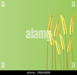 Bannière d'épis de blé sur fond vert Illustration de Vecteur