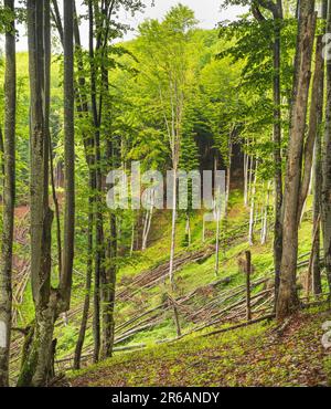 Forêt de hêtre ancienne et intacte sur la pente de montagne au printemps. Banque D'Images
