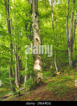 Forêt de hêtre ancienne et intacte sur la pente de montagne au printemps. Banque D'Images